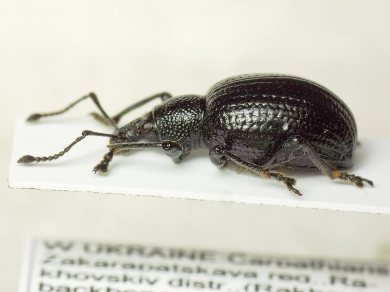 Otiorhynchus rugosus krattereri Boheman, 1843